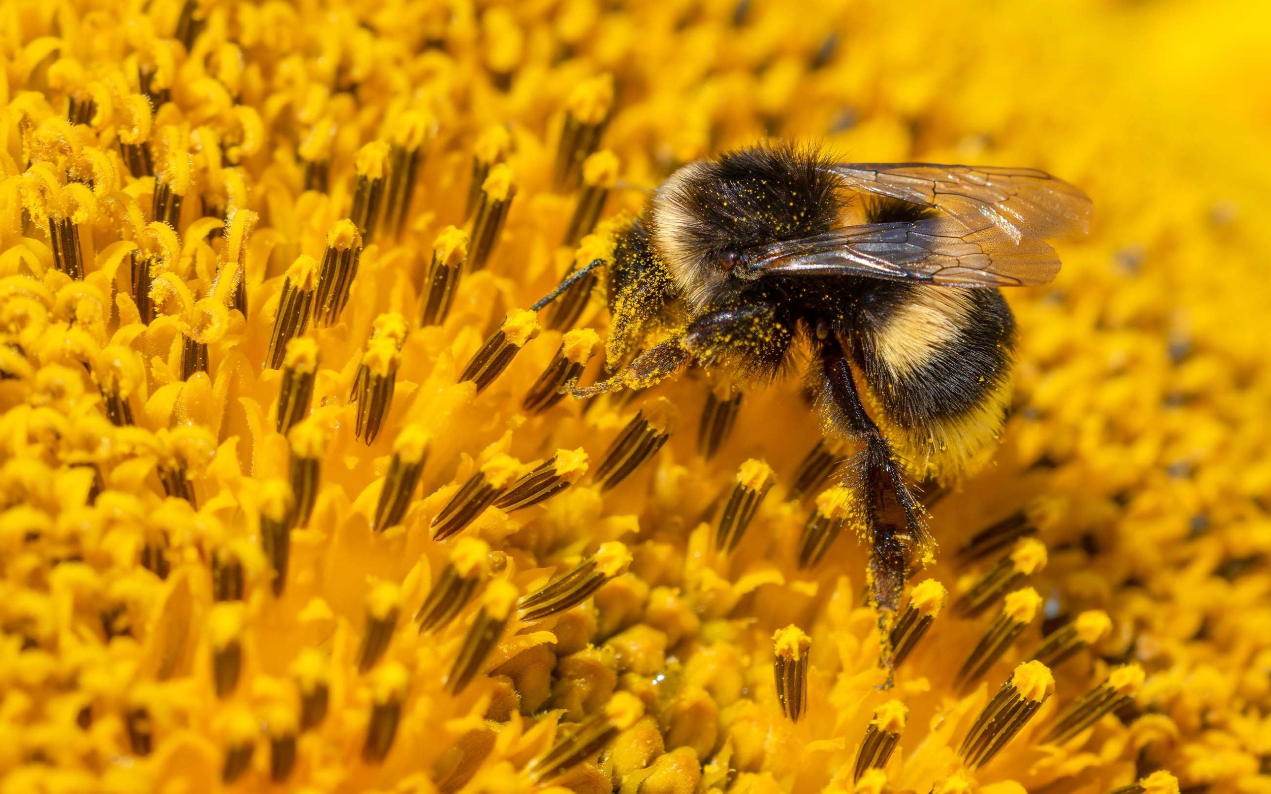 bumblebee extreme closeup macrophotography with pollen on legs and on back