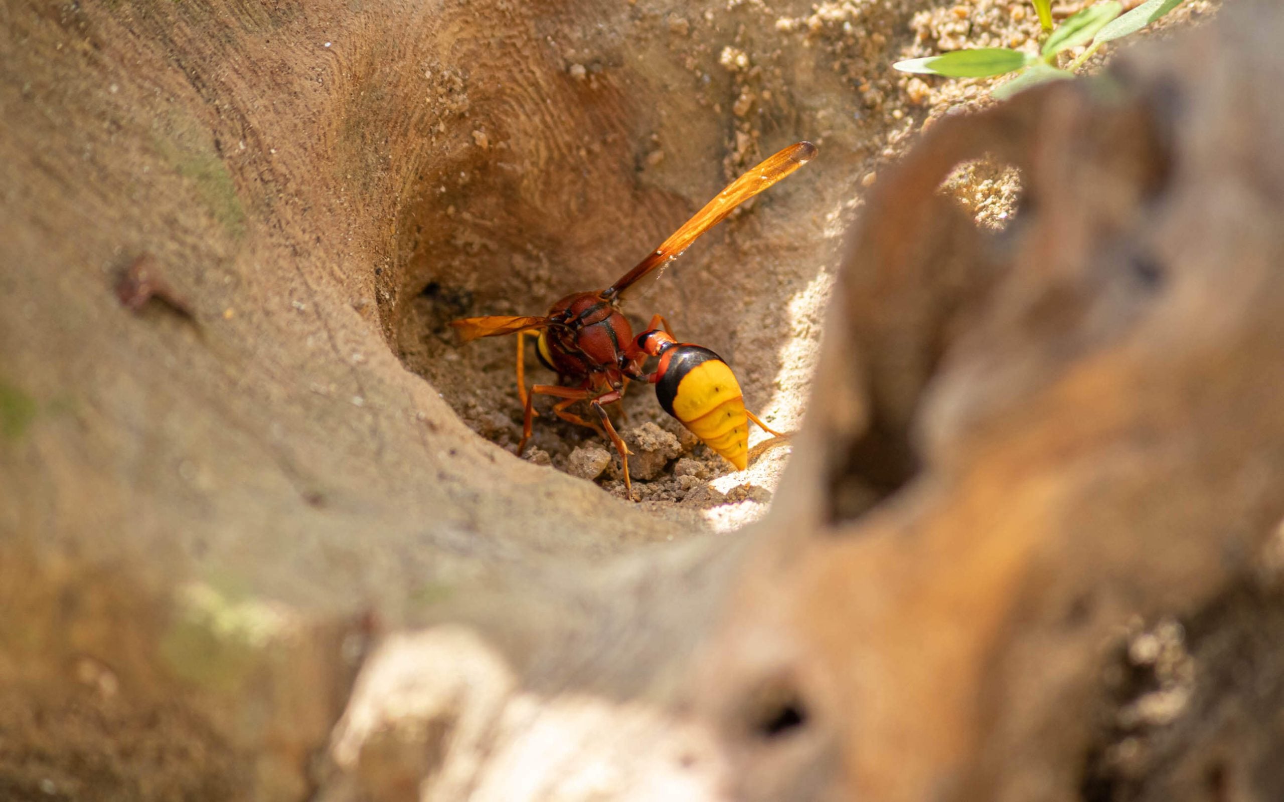 mud dauber wasp control when you notice one in your backyard