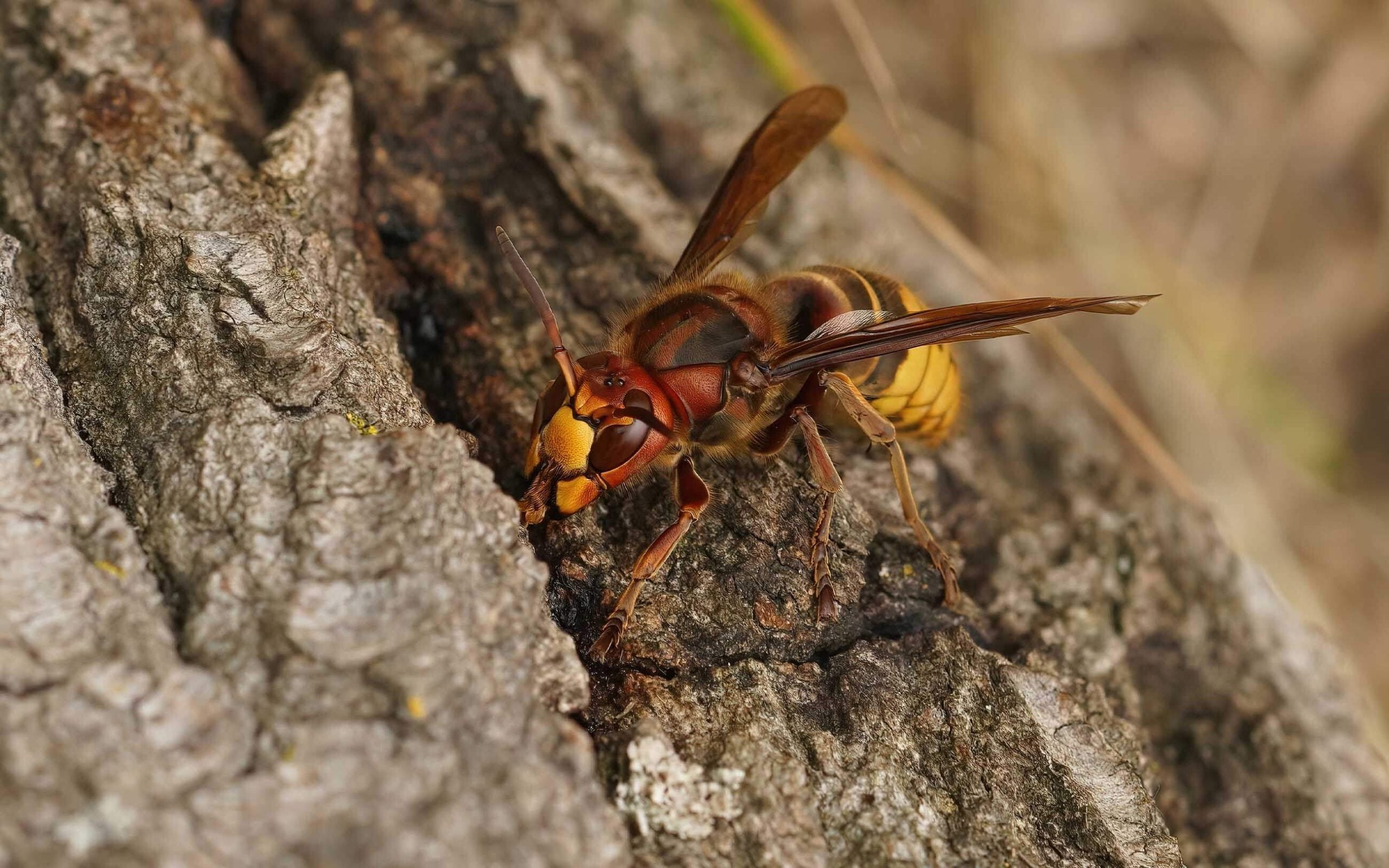 queen European hornet siding on bark