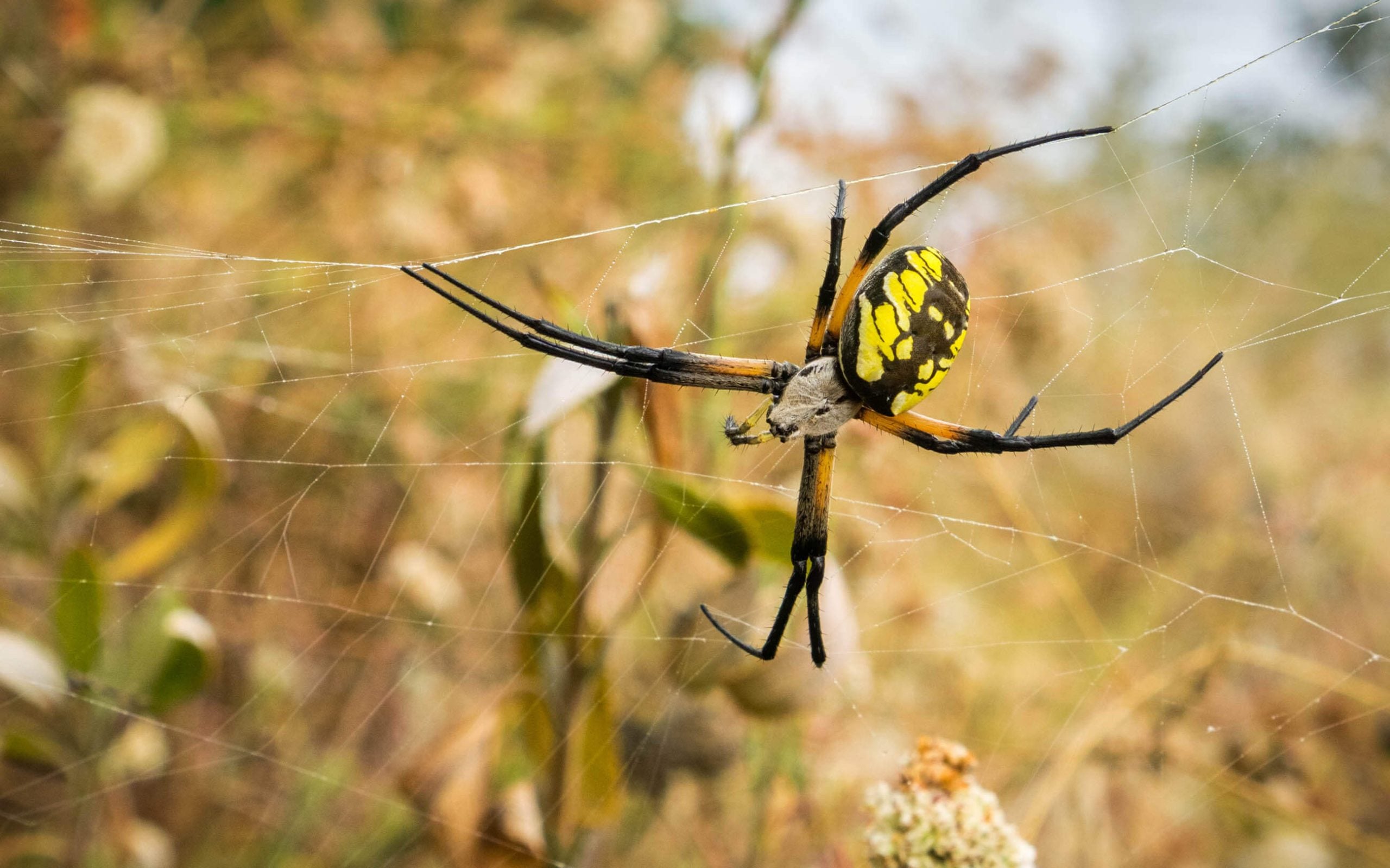 golden orb weaver spiders are good pests for your garden