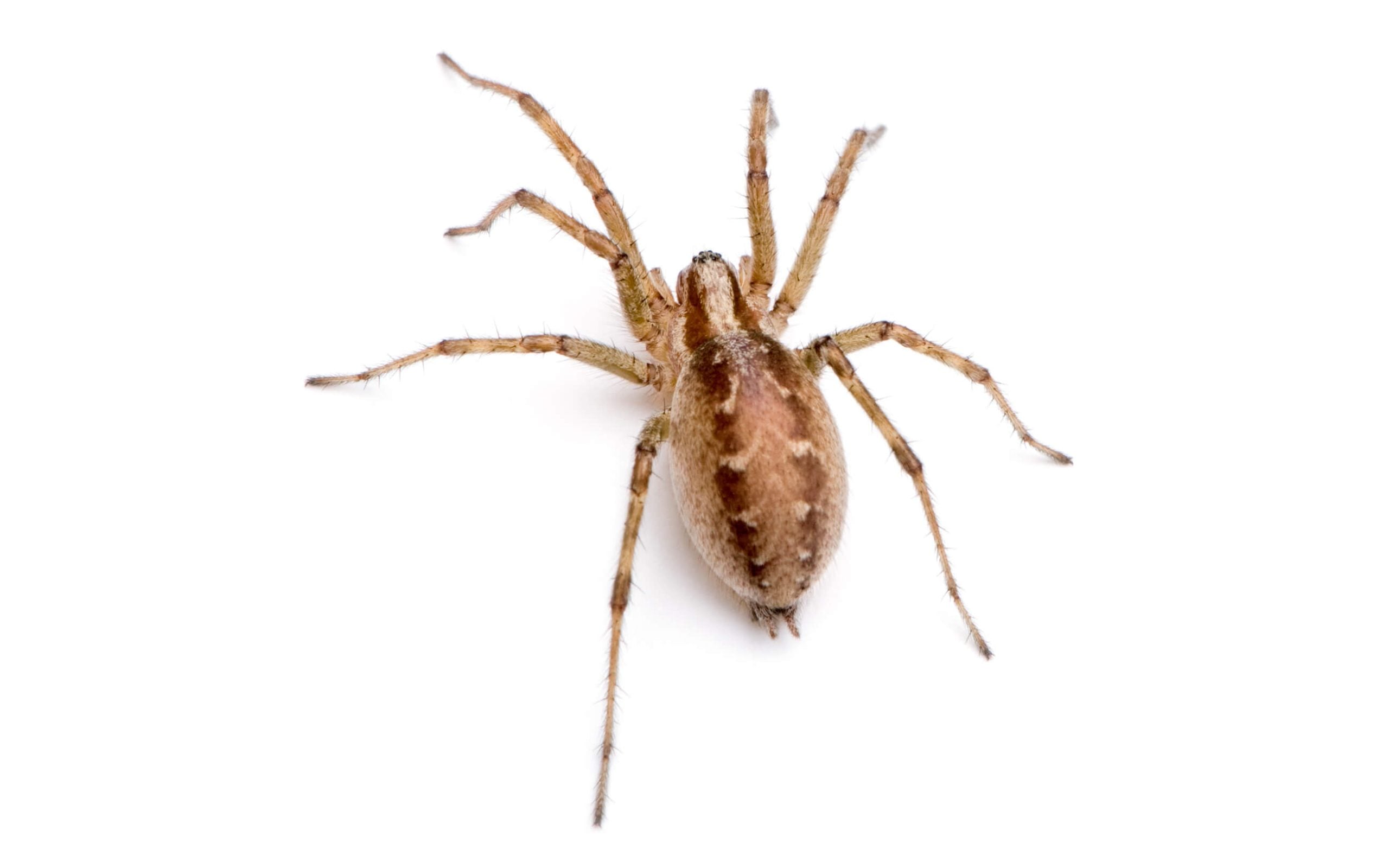 the barn funnel spider