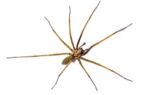 the giant house spider