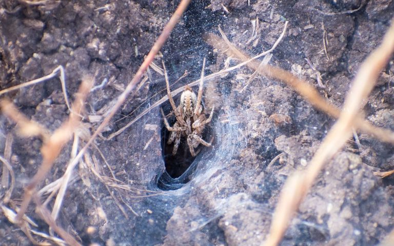 funnel web spider outside on the ground