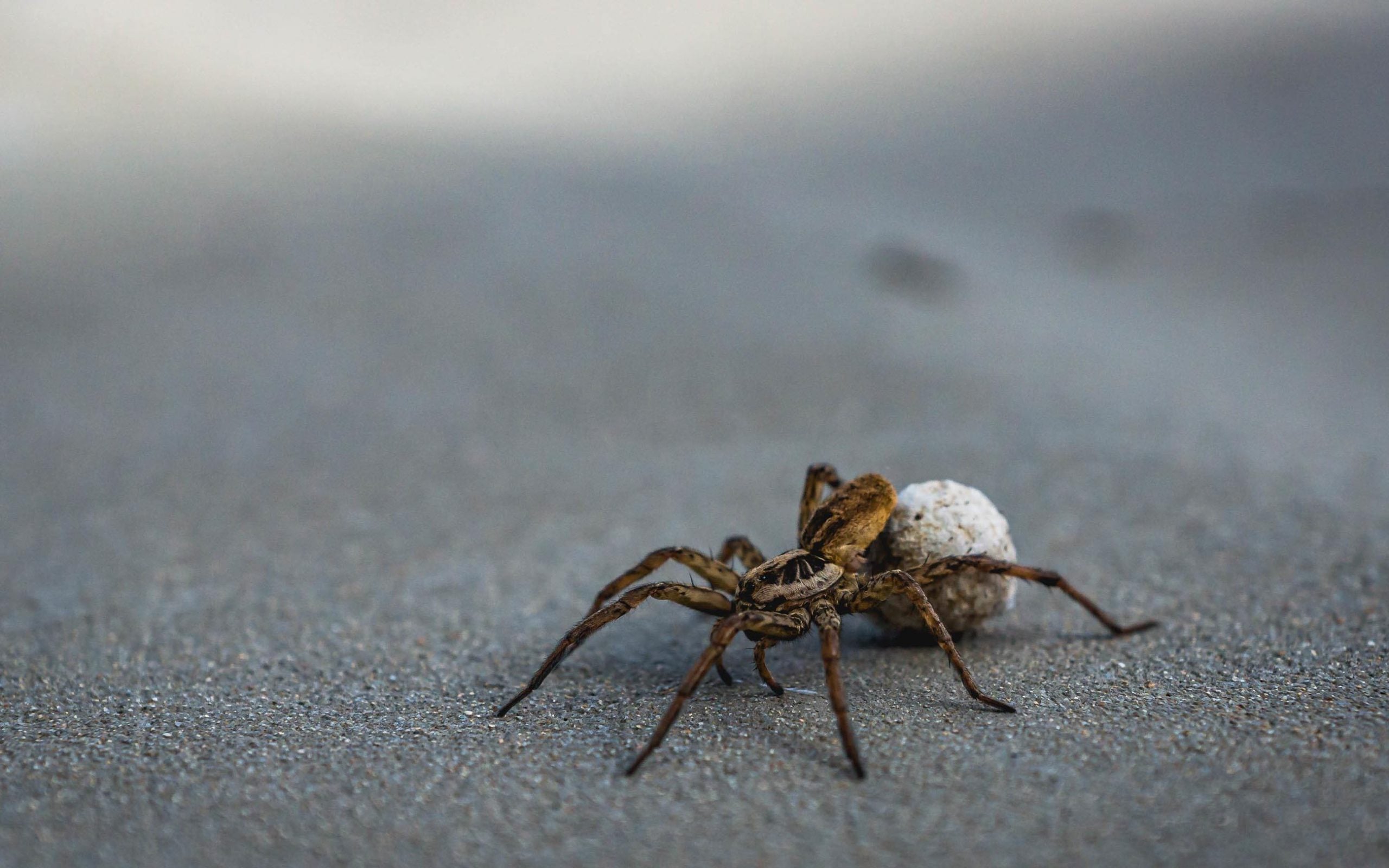 the wolf spider carries egg sac