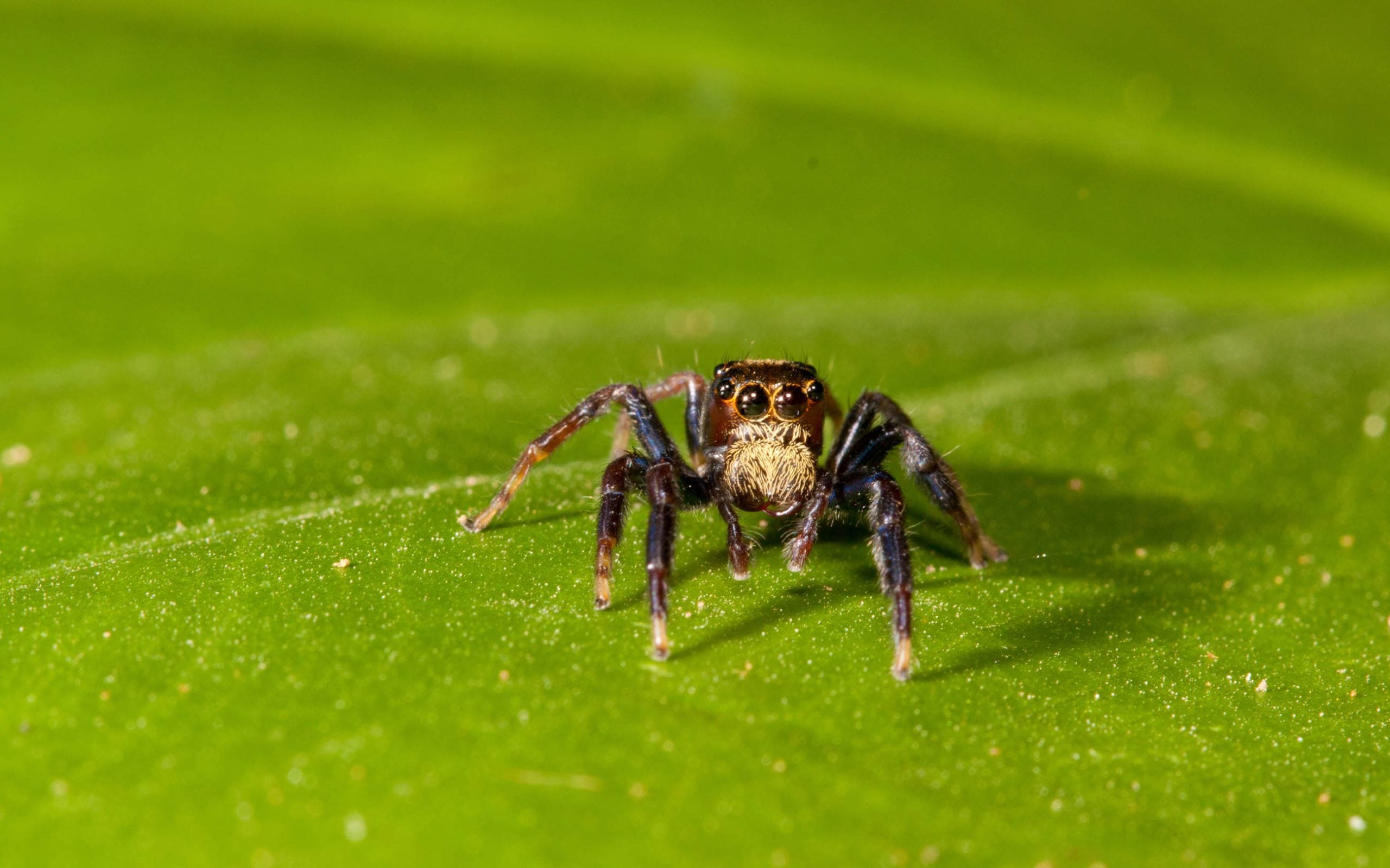 common in a garden is the jumping spider