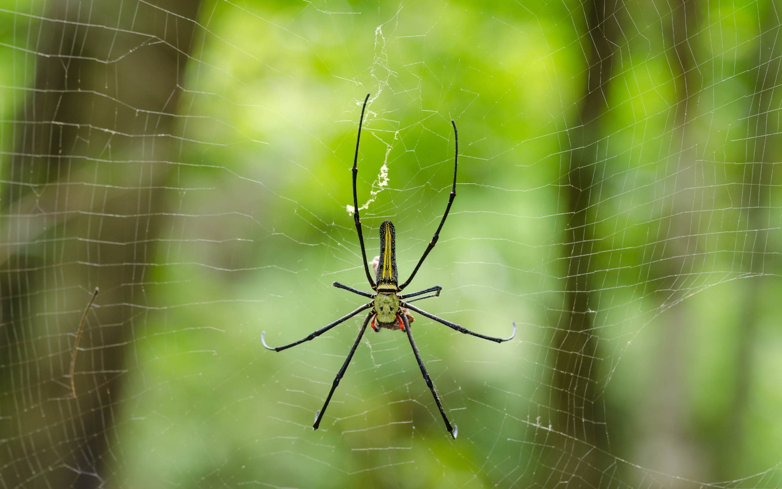 golden orb weaver on spider web