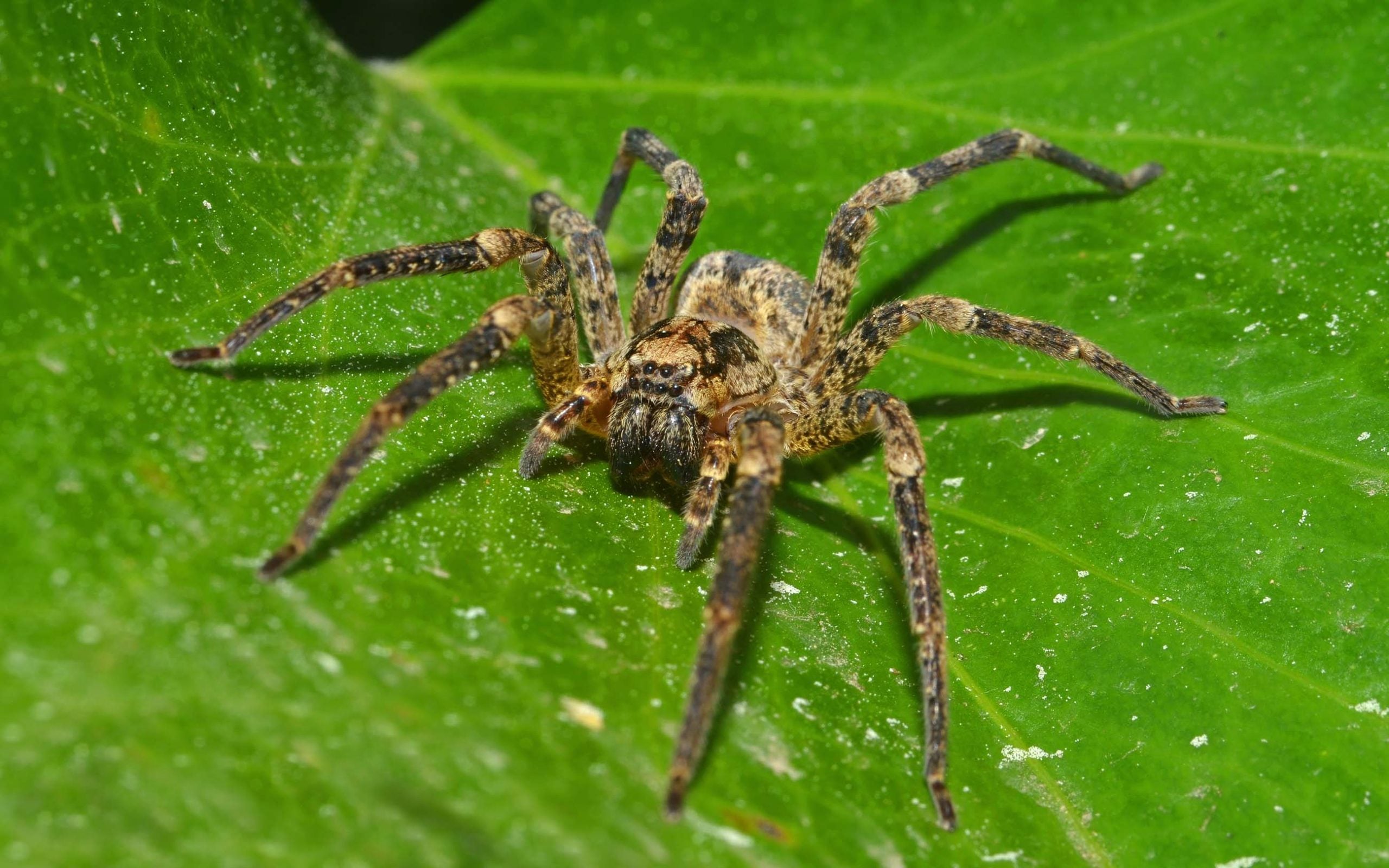 wolf spider resting on a leaf in a garden