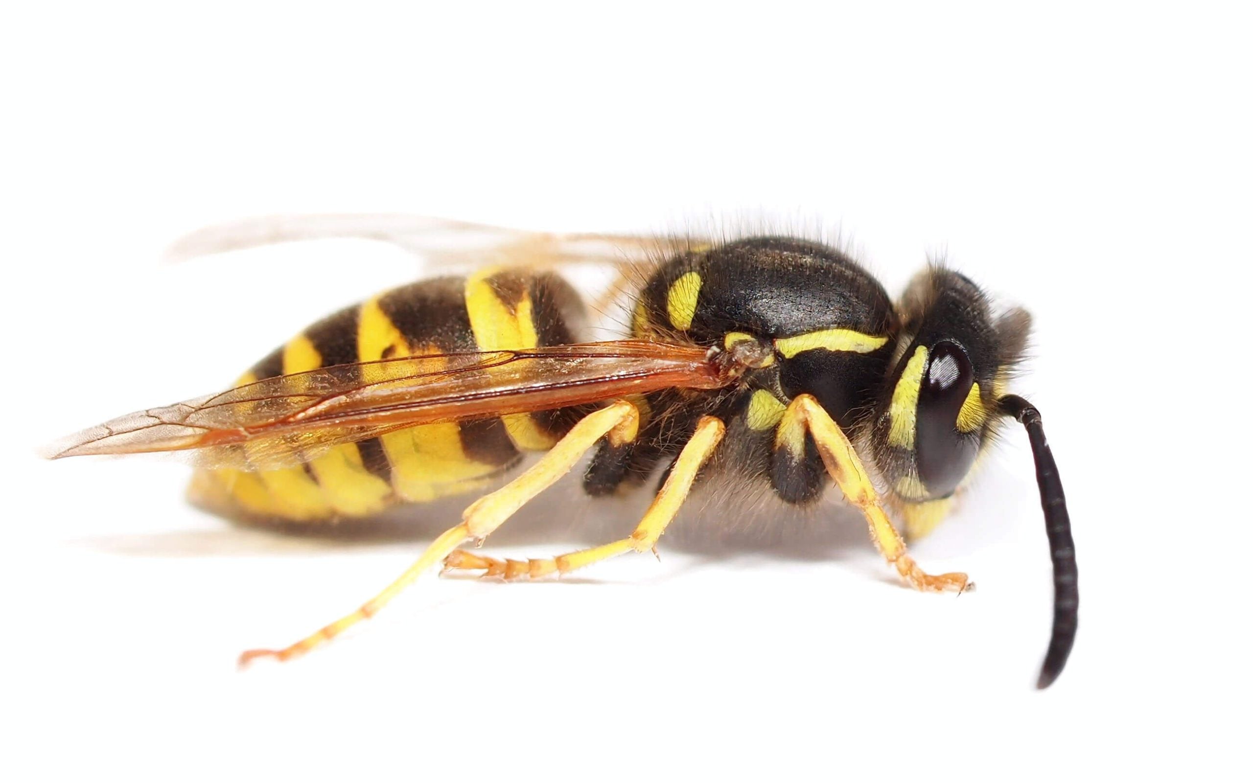 side view of an adult European hornet