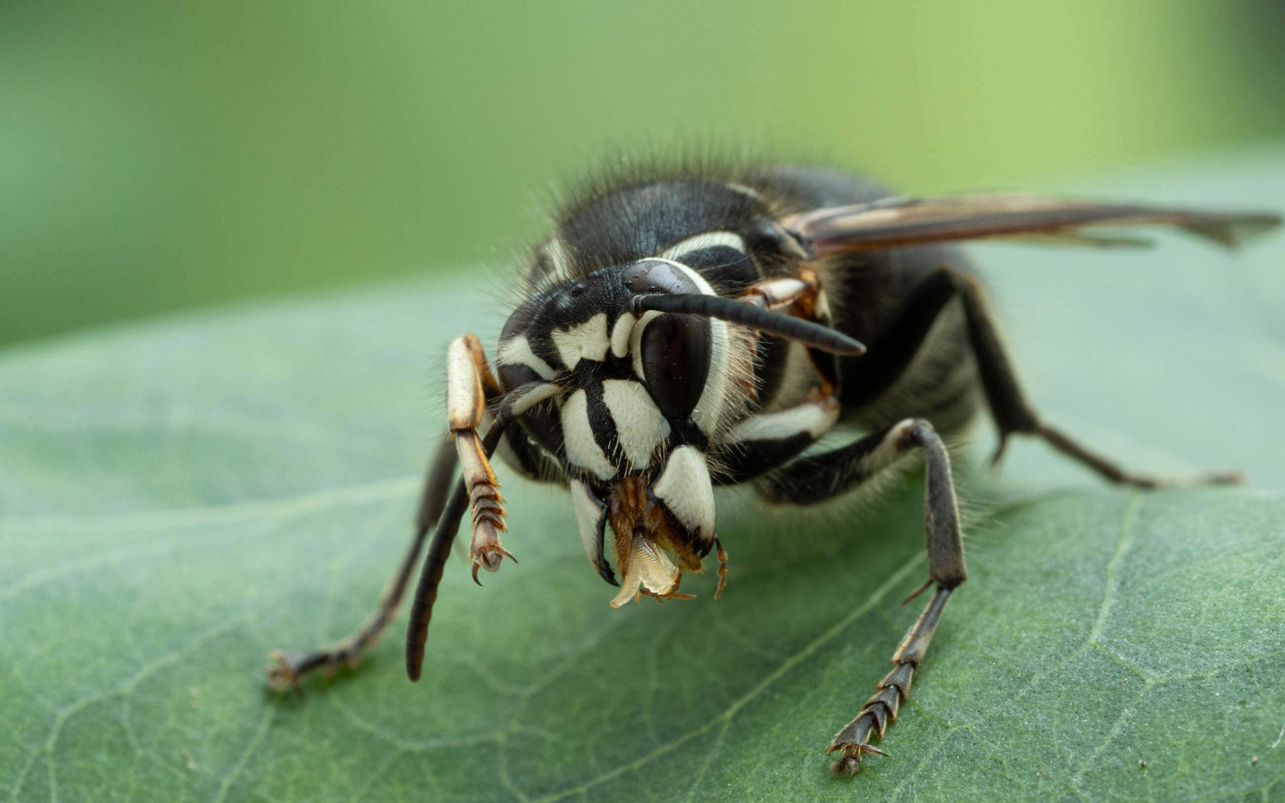 baldfaced hornet