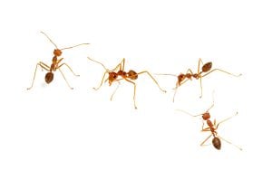 four red ants