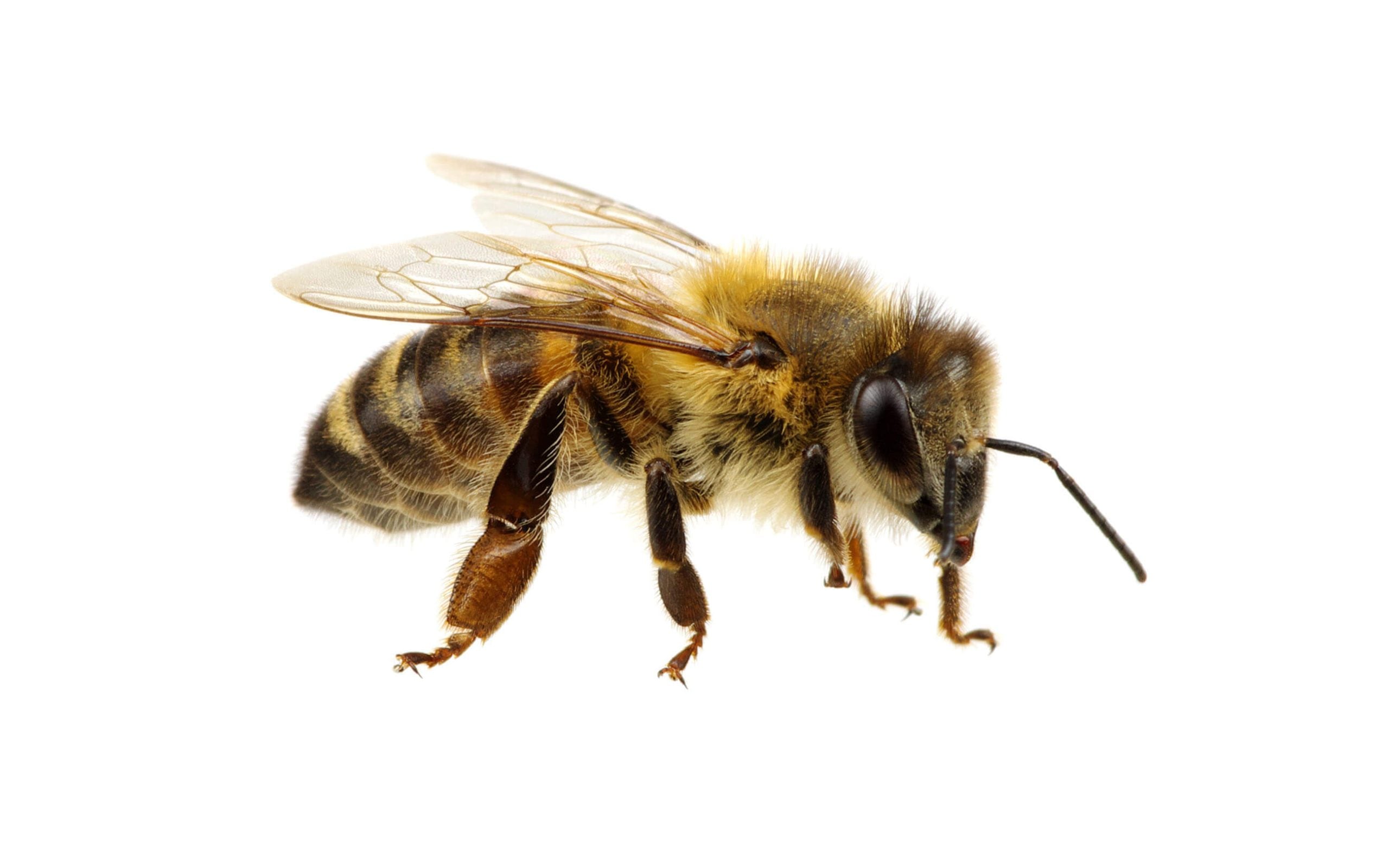 tell the difference between a bee and wasp - bee