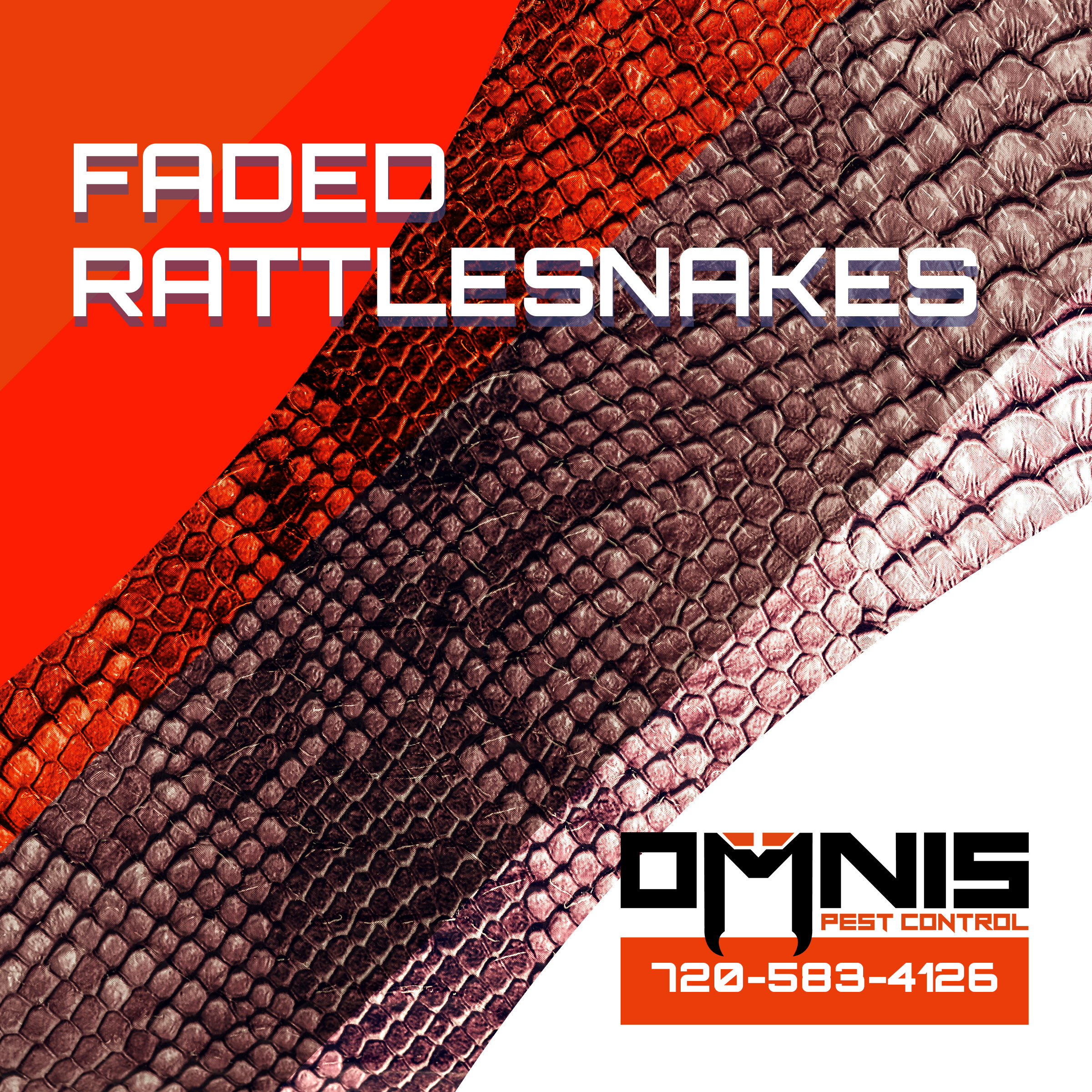 OMNIS Pest Control midgetfaded rattlesnake