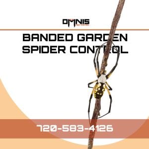 banded garden spider outside