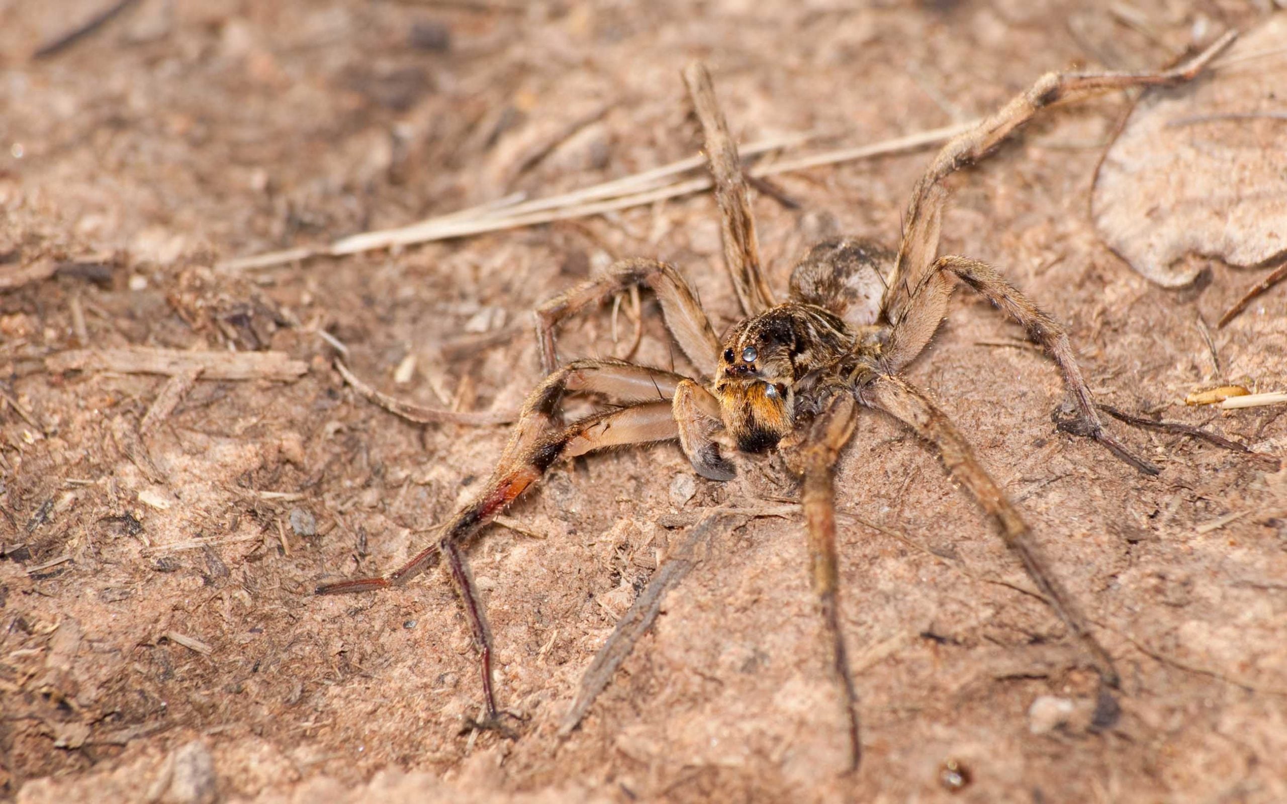 wolf spider laying on dirt and mulch