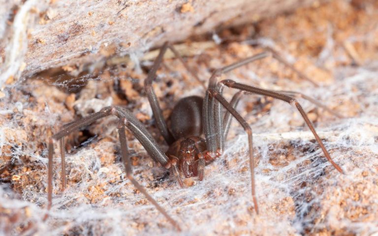 brown recluse spider on web