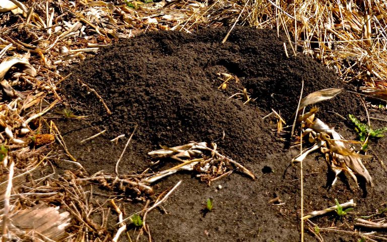 fresh dirt dug by pocket gopher ruining yard fresh dirt dug by pocket gopher ruining yard
