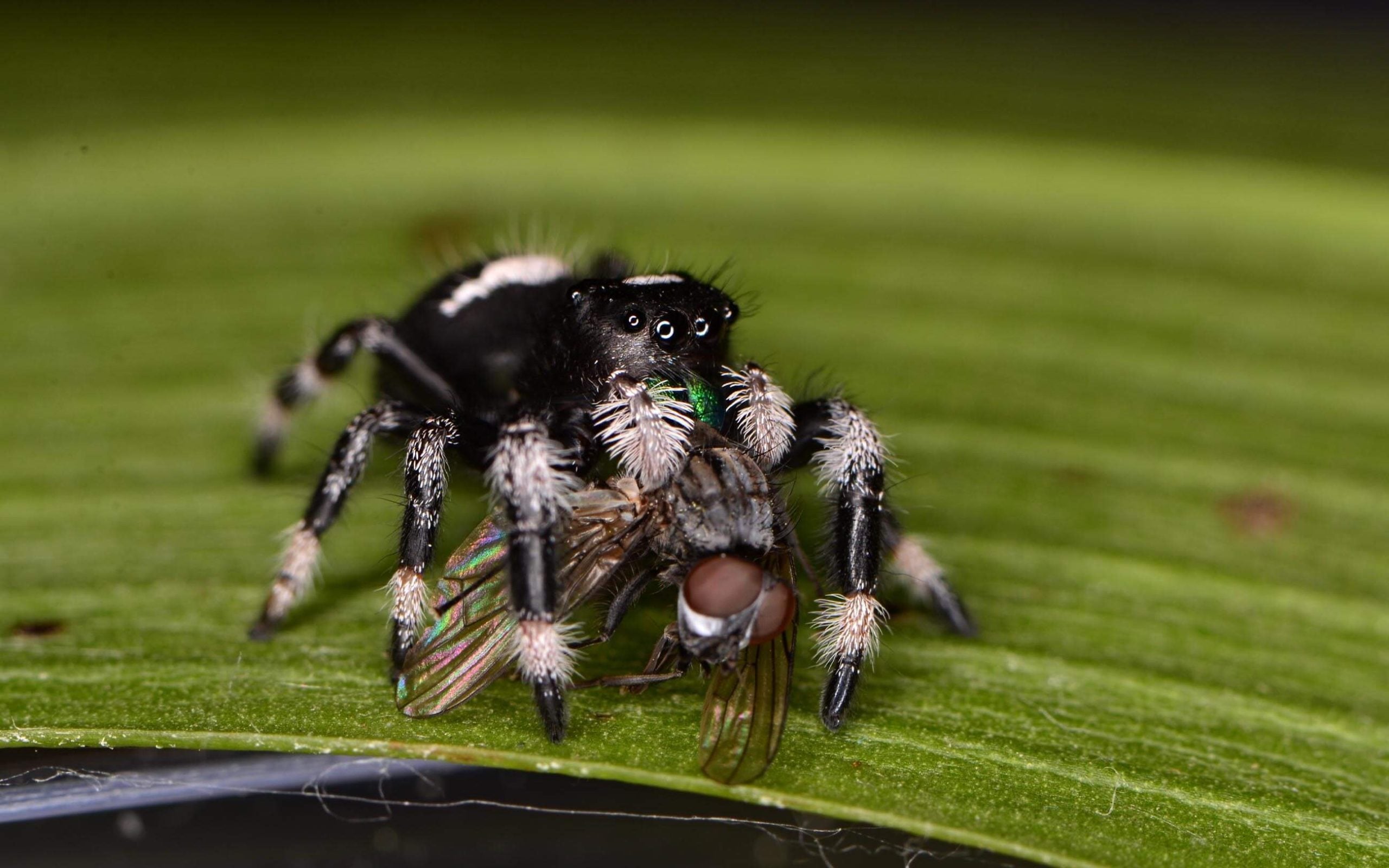 macro closeup photo of a fuzzy black and white jumping spider with a iridescent house fly in its grasps