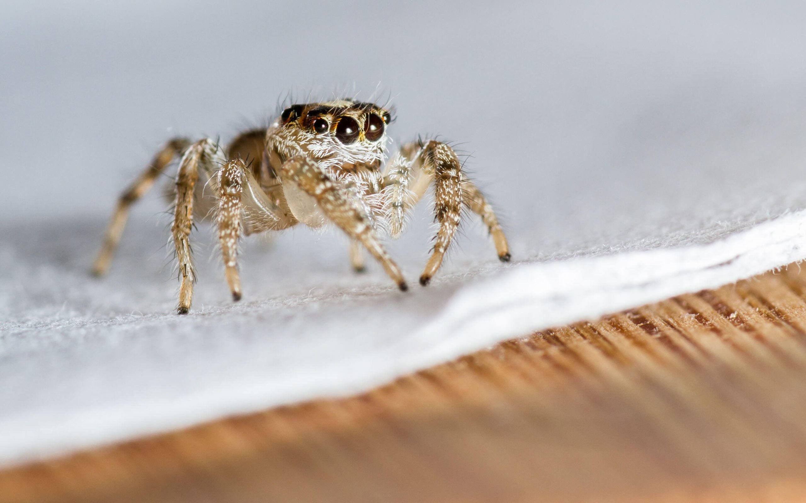 closeup macro image of a small fuzzy light brown jumping spider, you can clearly see eyes, eyelashes, and hair on limbs