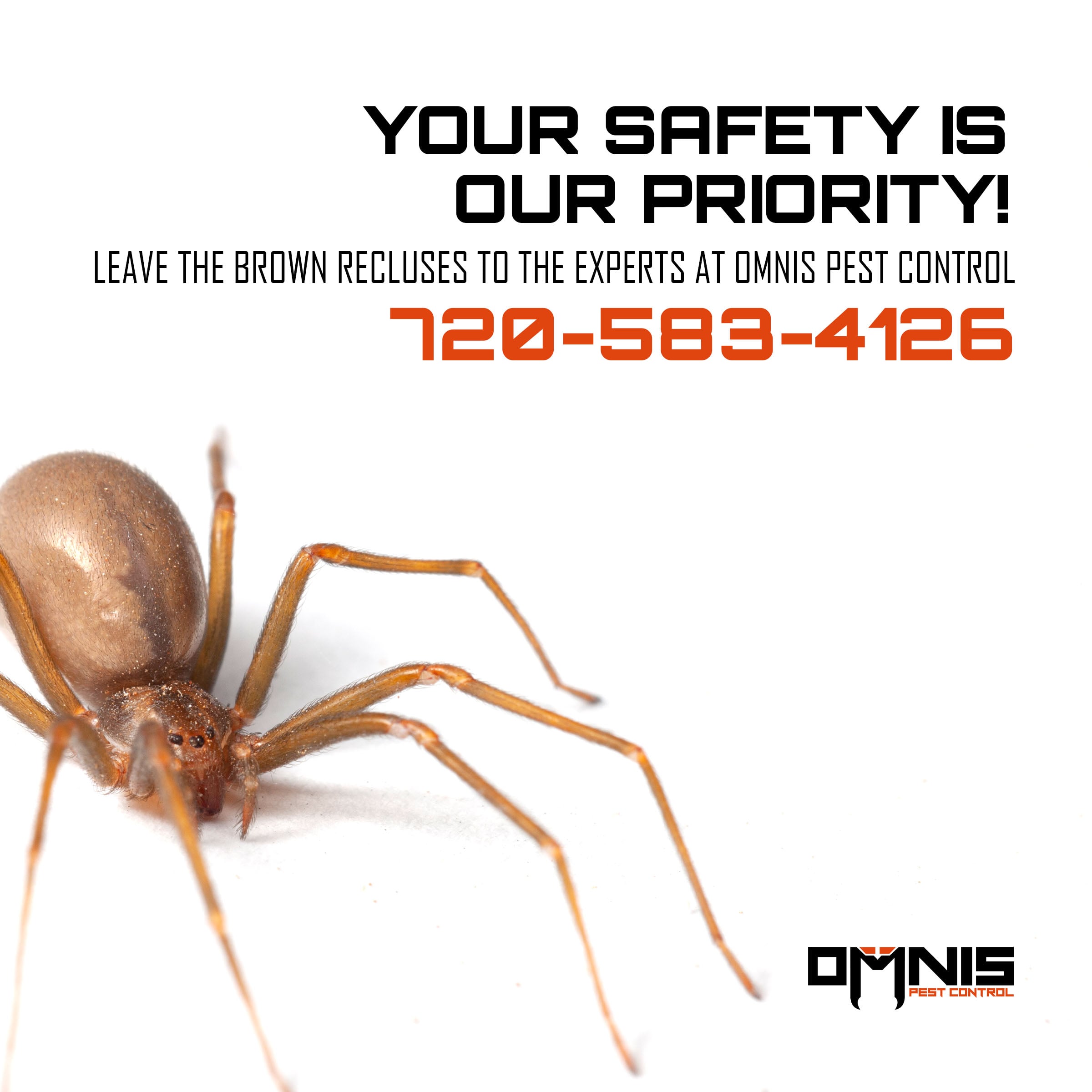 brown recluse spider