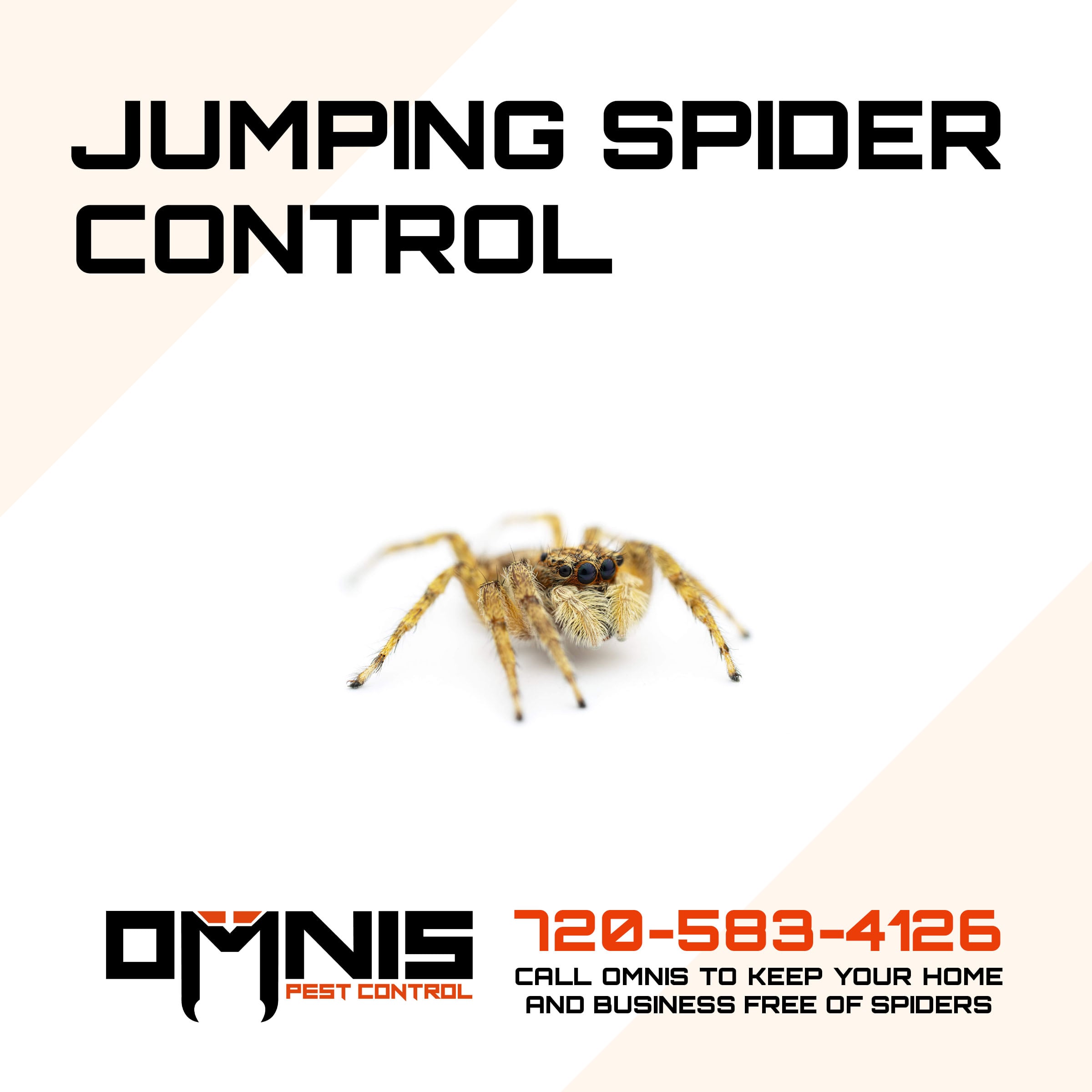 jumping spider isolated