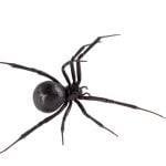 top view of black widow spider you would see around Lone Tree homes