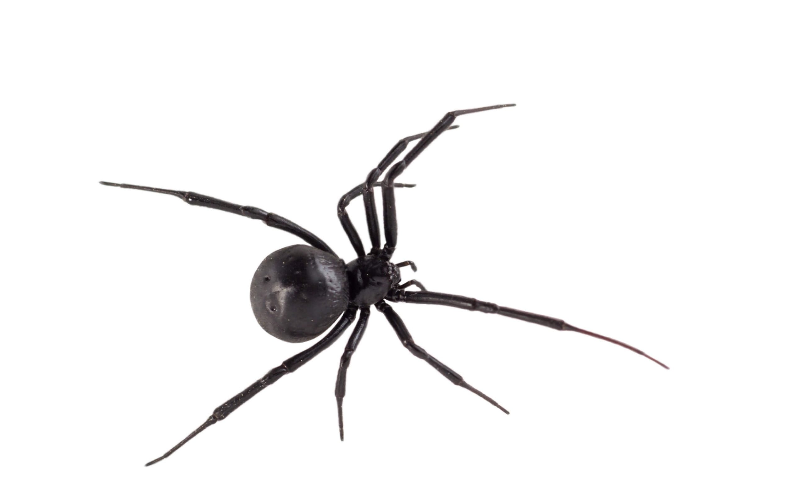 top view of black widow