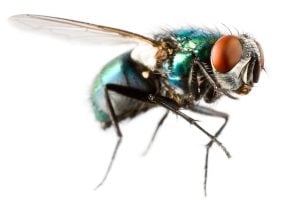 isolated house fly closeup