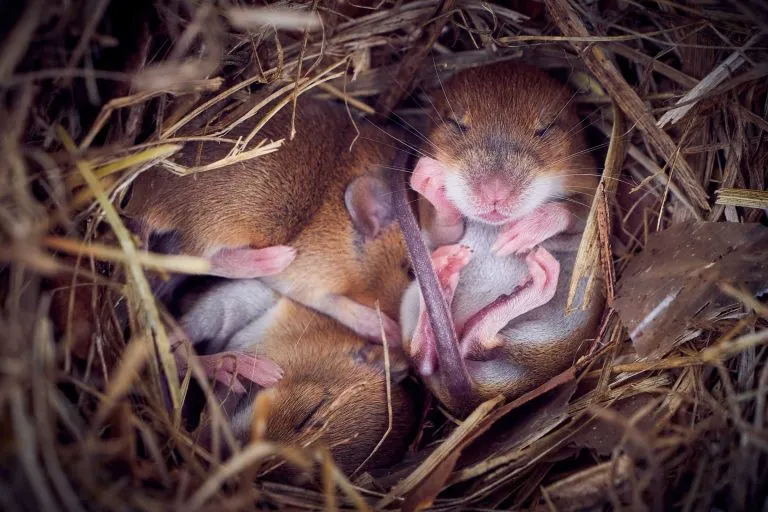 catching baby mice is easy