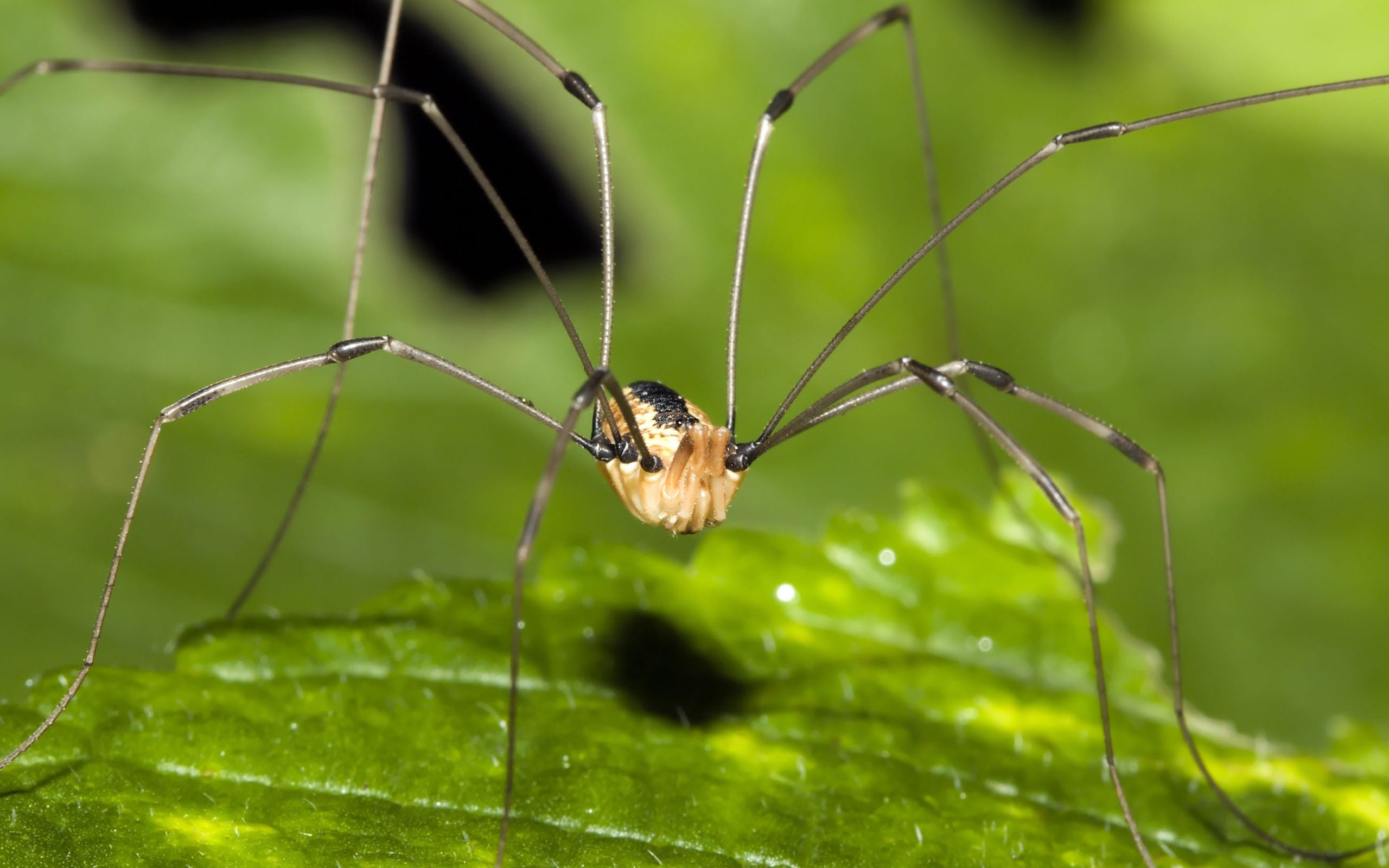 daddy long legs spider showing mandibles