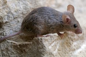 house mouse standing on rock still too fast too catch