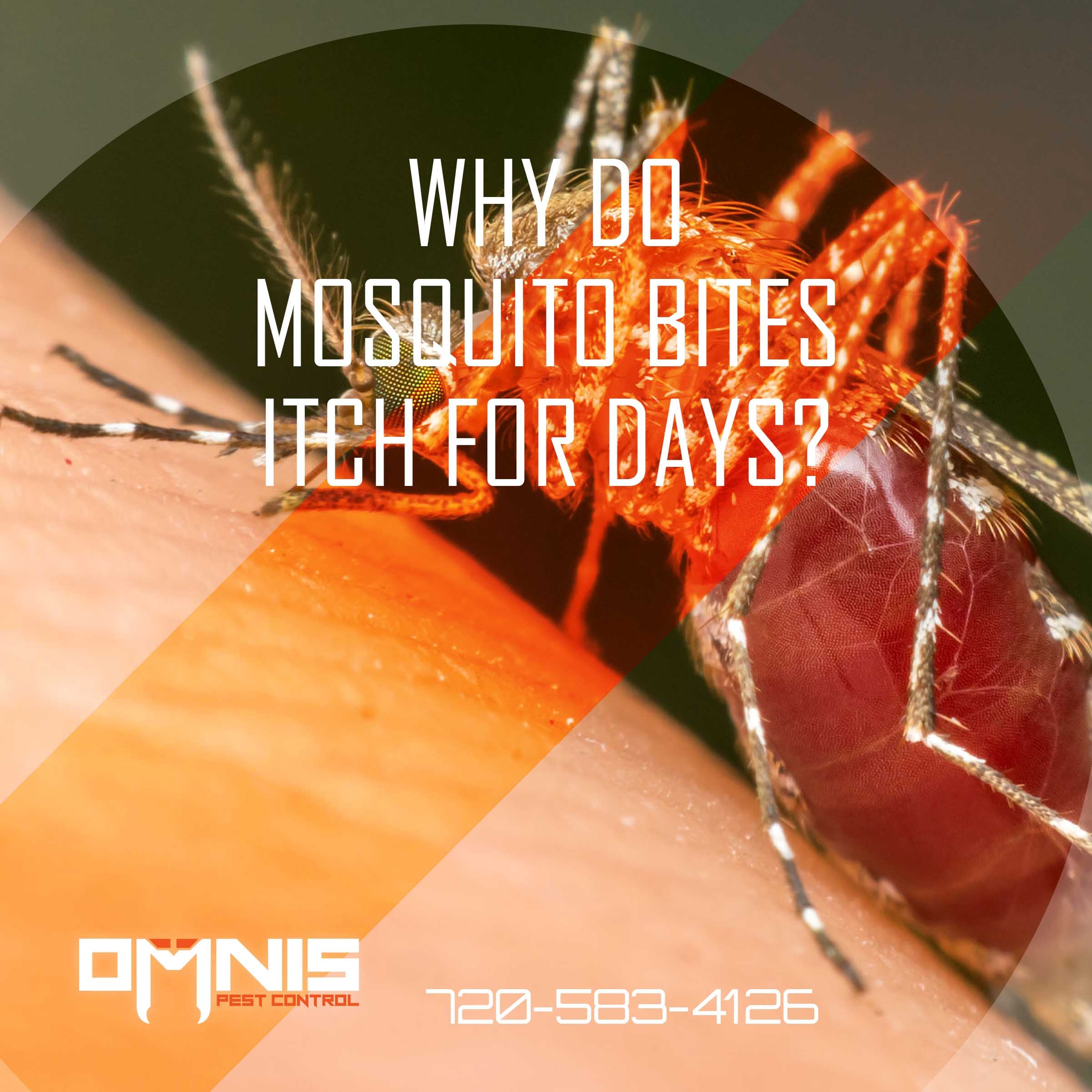 Why Do Mosquito Bites Itch For Days?