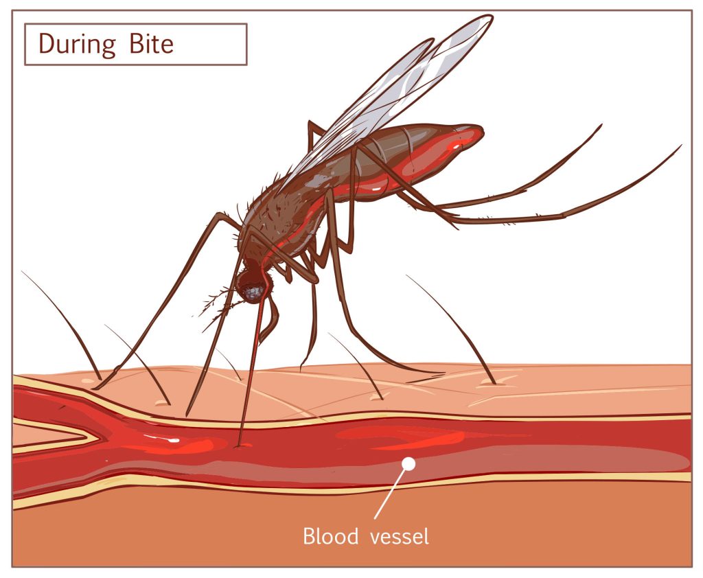 mosquito technical drawing