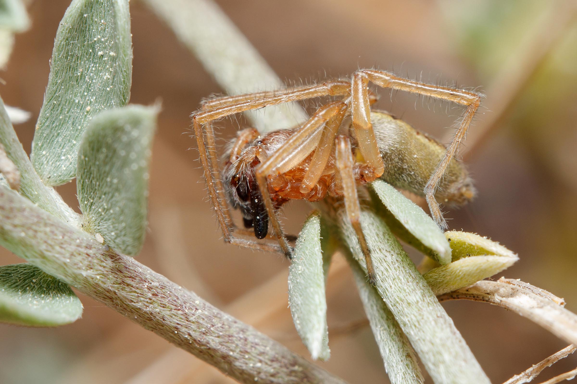 side of yellow sac spider