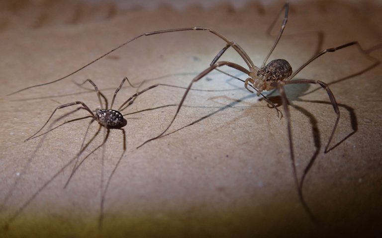 the larger the daddy long leg spider the more you will feel the bite