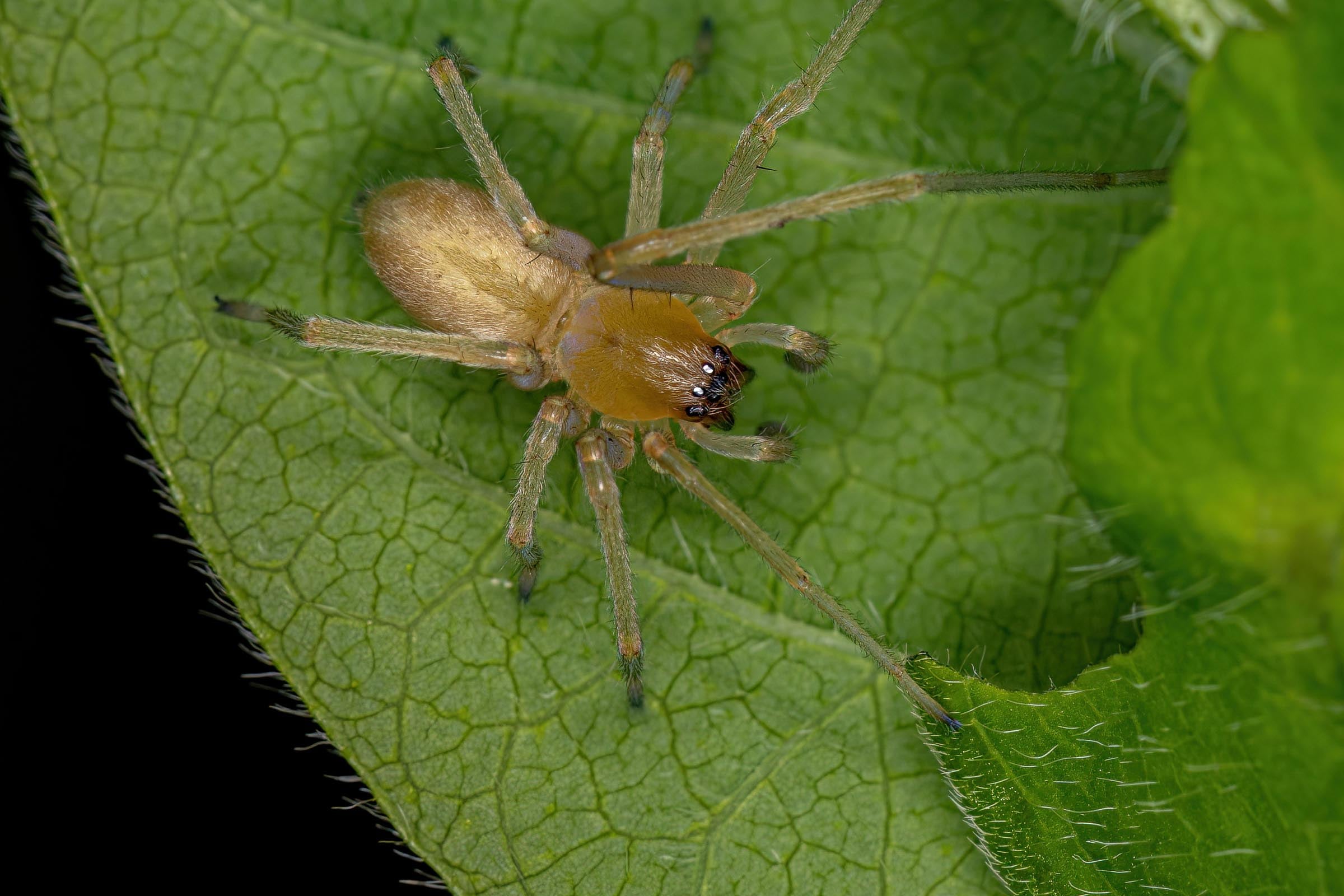top view of yellow sac spider on leaf