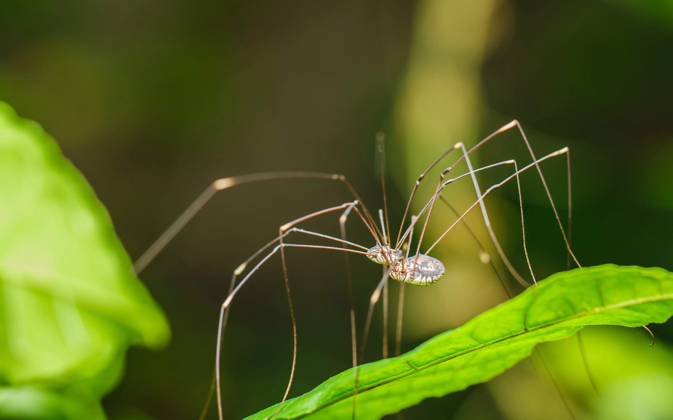 two daddy long legs on a leaf