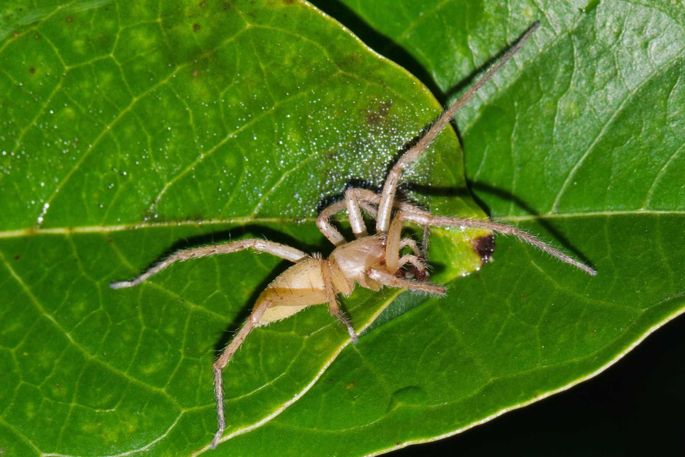 yellow sac spider makes web in leaf