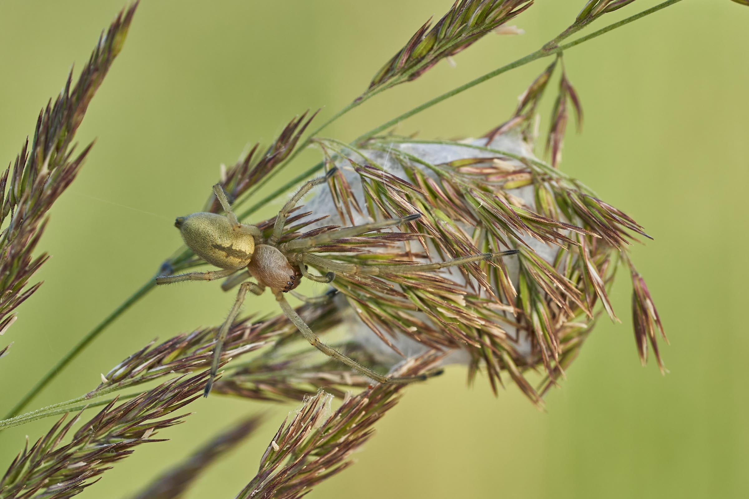 yellow sac spider close up weaving a web on a plant
