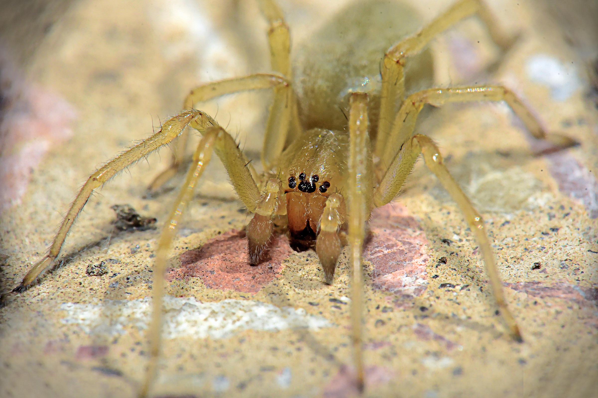 yellow sac spiders have little black dot eyes