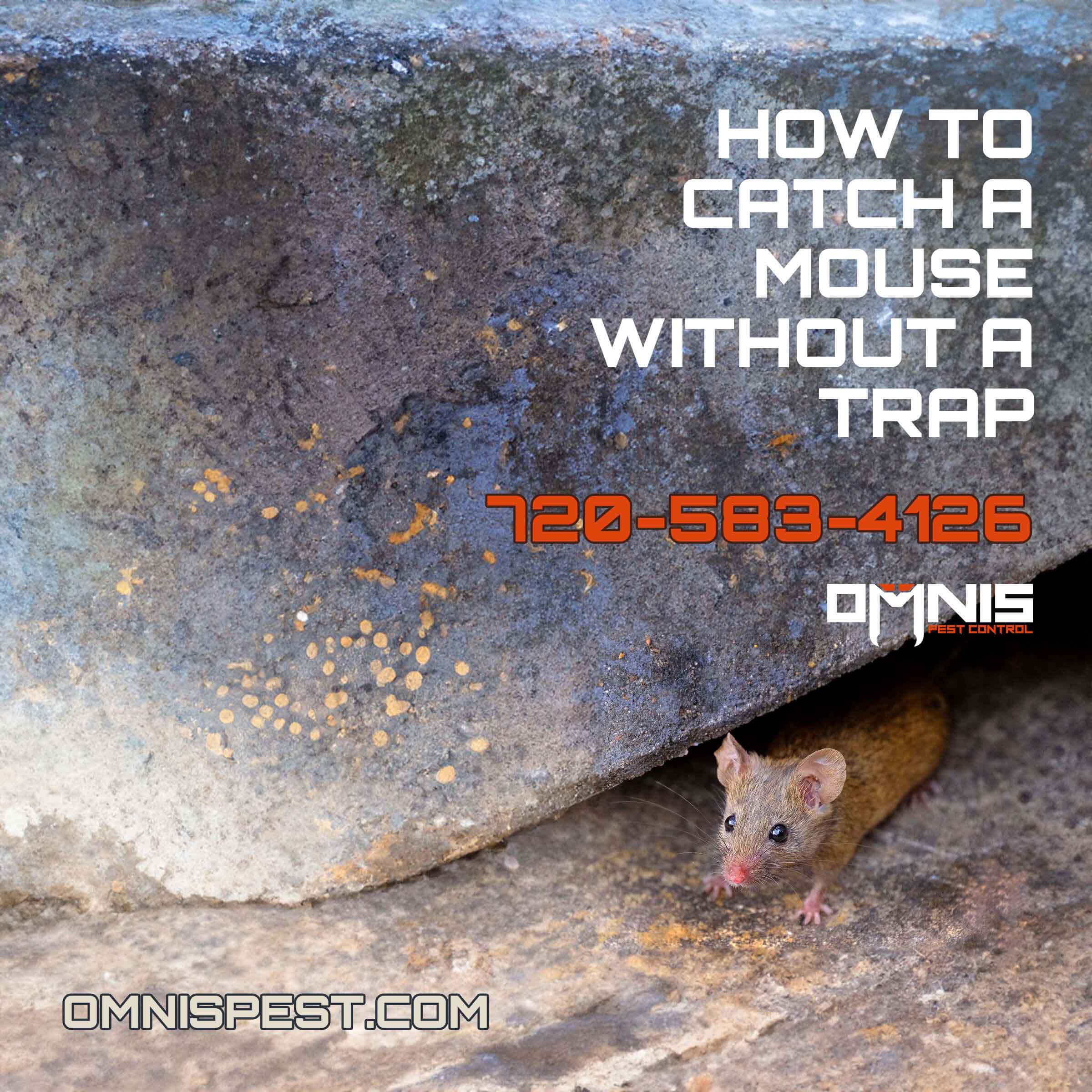 How To Catch A Mouse Without Traps