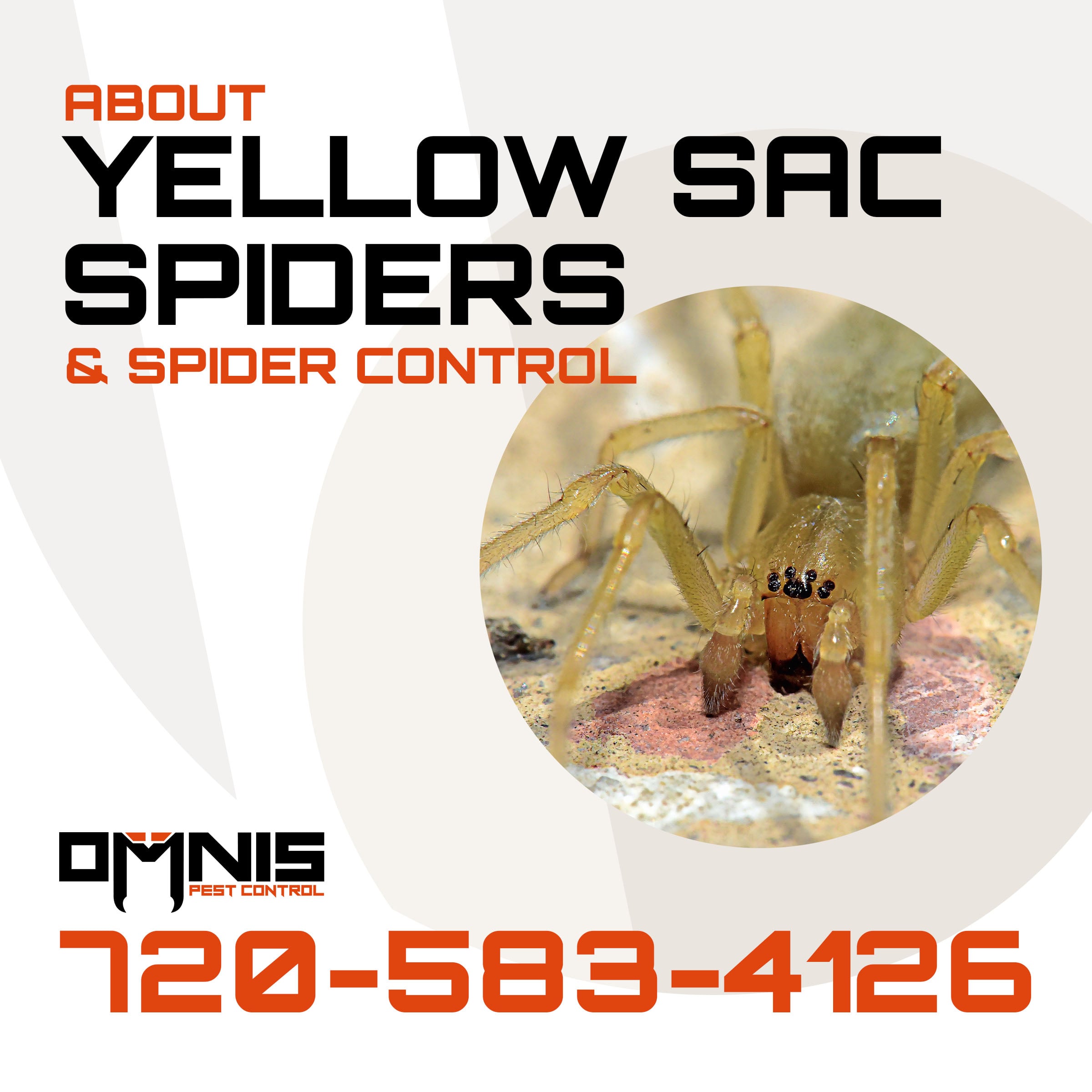 OMNIS Pest Control yellow sac spider removal