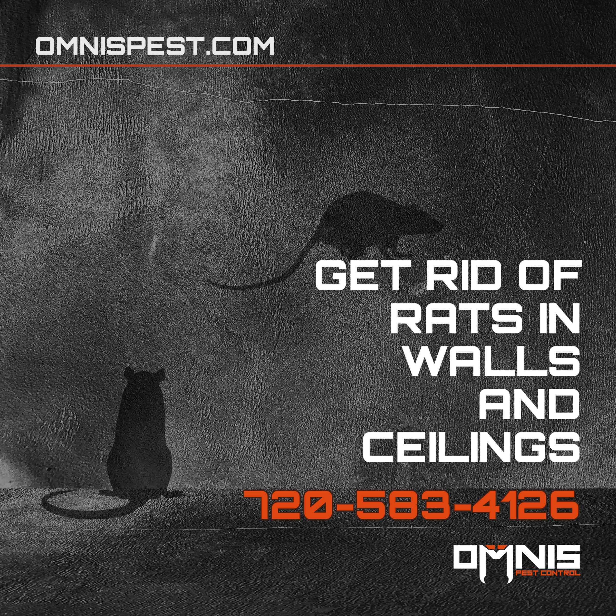 How To Get Rid Of Rats In Walls And Ceiling?