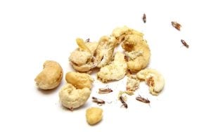 adult Indian meal moths infesting nuts