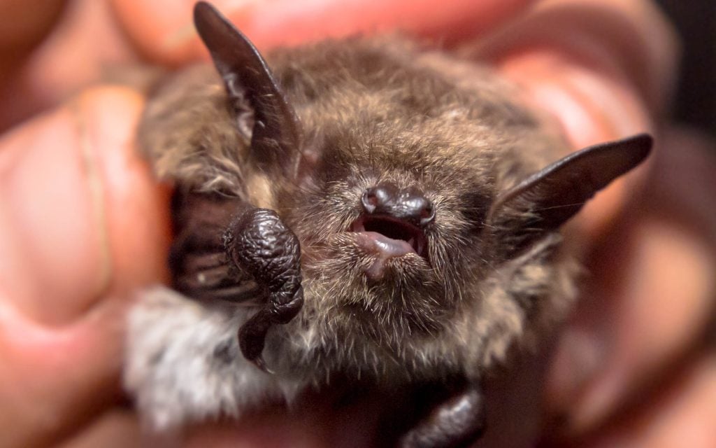 bats end up in the house when doors left open
