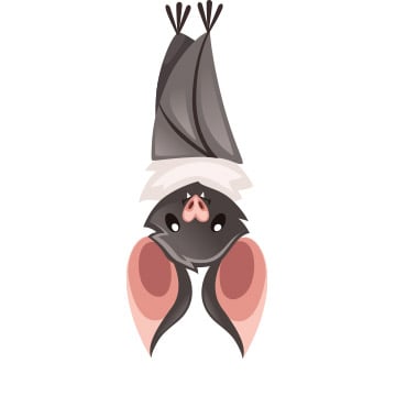 grey bat hanging upside down illustration