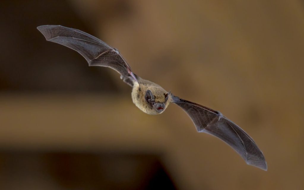 flying bat might end up at your front door