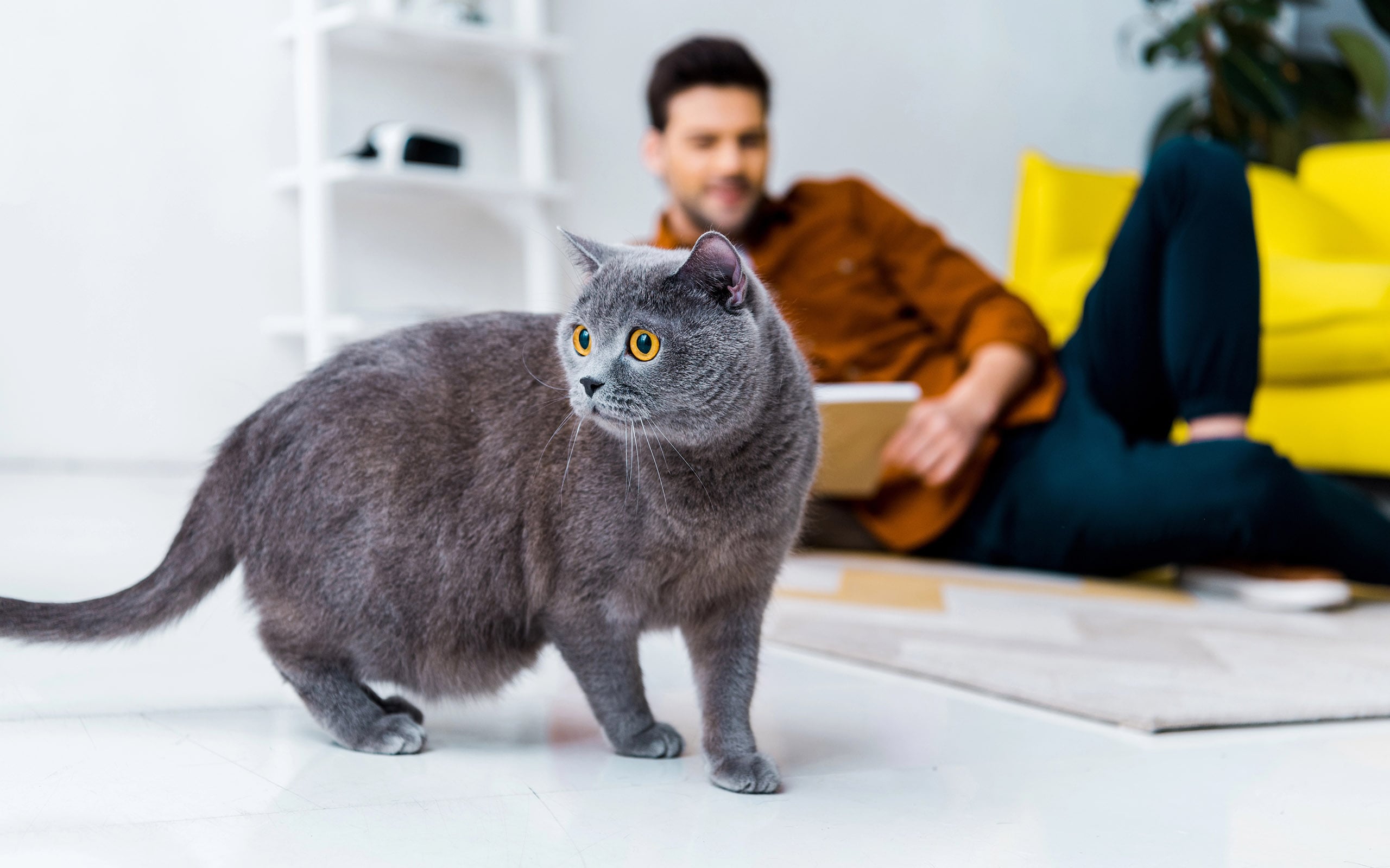 cat noticing rats in walls