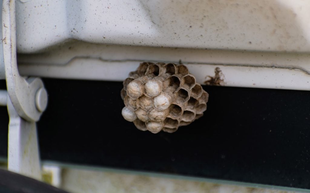 wasp egg inside nest