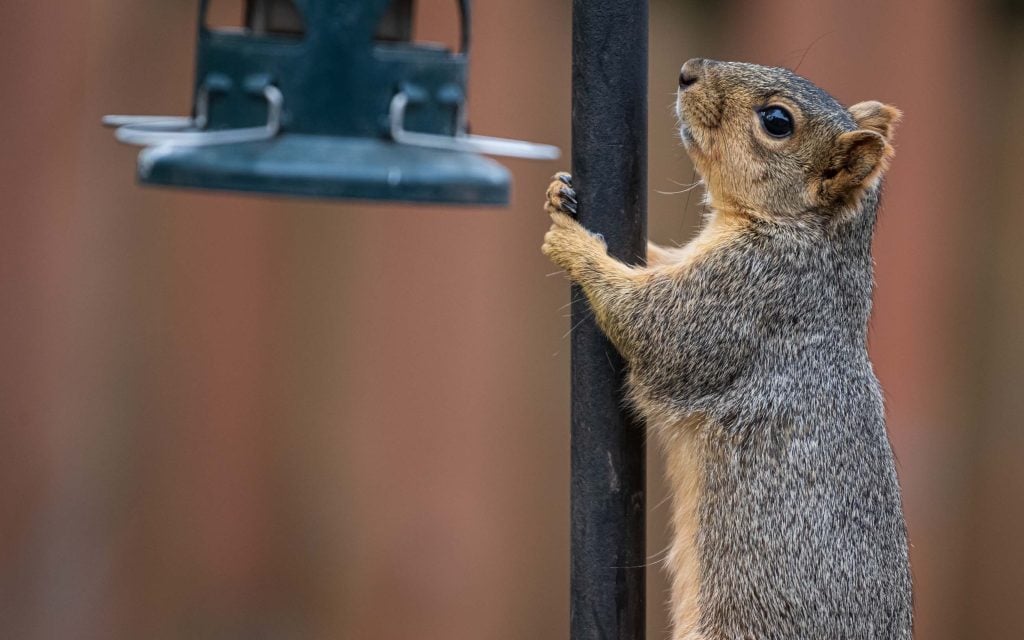 a squirrel will go away if they cannot get birdseed from feeder