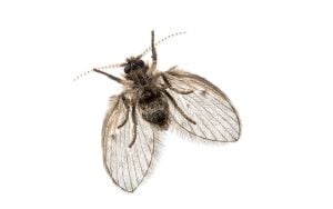 adult drain fly top view